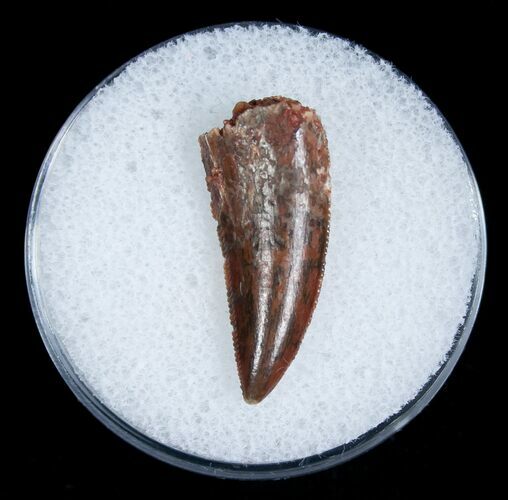 Large Raptor Tooth From Morocco #5174